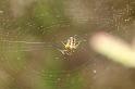 Mangora_acalypha_D3021_Z_84_NP De Hoge Veluwe_Nederland